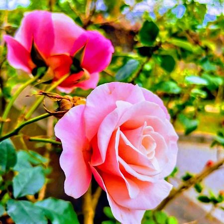 Sanyi Homestay Dış mekan fotoğraf